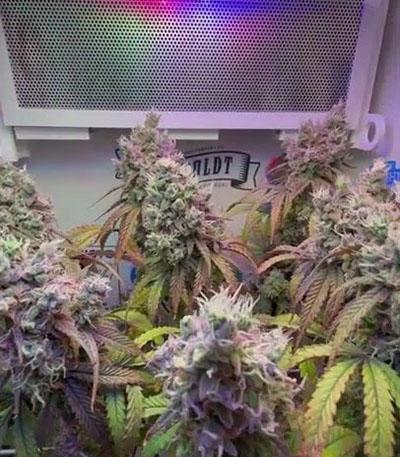 Семена сорта Blueberry Muffin fem (Humboldt Seed Company)