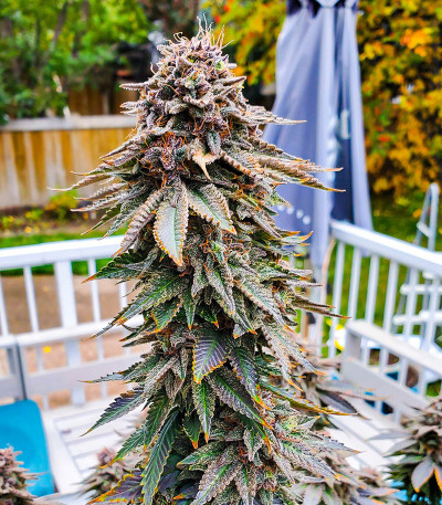 Семена сорта Blackberry Moonrocks fem (AlphaFem Seeds)