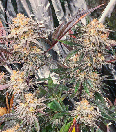 Семена сорта Dozy Breath fem (AlphaFem Seeds)