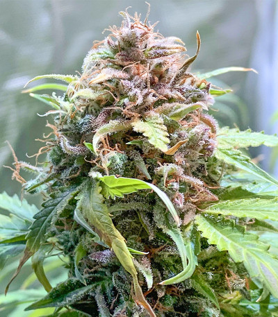 Семена сорта Gorilla fem (Семяныч)