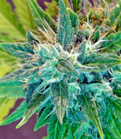 Семена сорта Kannabia Special Max Auto fem