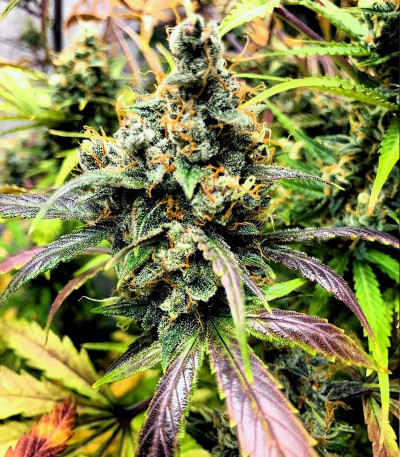 Семена сорта Punch Gelato #33 Auto fem (Cali Buds Seeds)