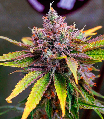 Семена сорта RudeBoi OG F1 fem (Seedkeepers)