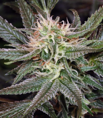 Семена сорта Super Silver Haze fem (Green House Seeds)