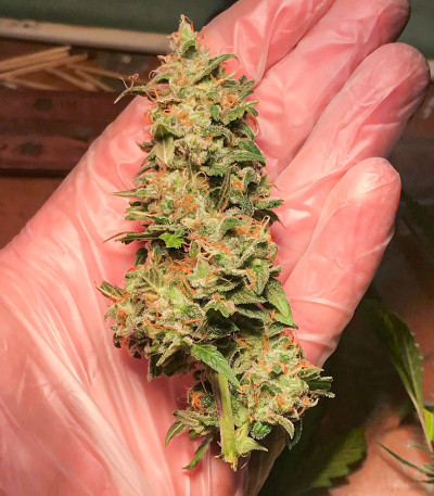 Семена сорта Auto Ak (Auto Ak 47) fem (Семяныч)