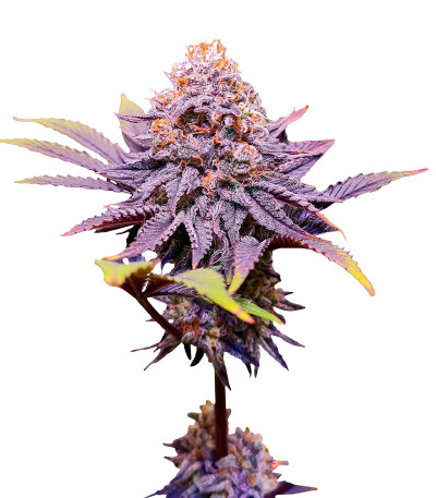 Семена сорта Punch Cookies fem (AlphaFem Seeds)