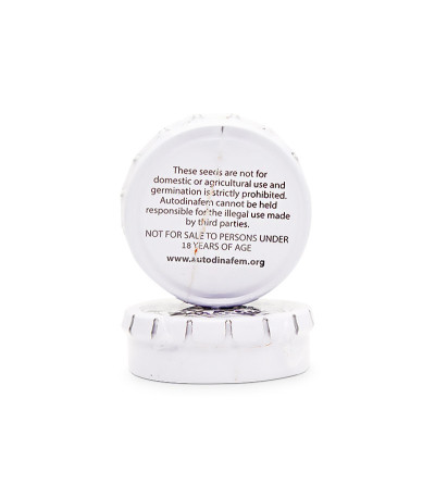 Семена сорта Kush-N-Cheese Autoflowering fem