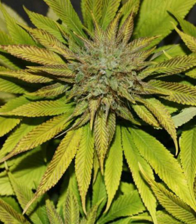 Семена сорта Blue Power fem (Vision Seeds)