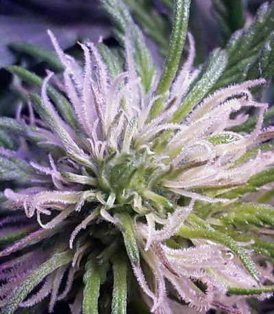 Семена сорта Currant Kush fem (VIP seeds)