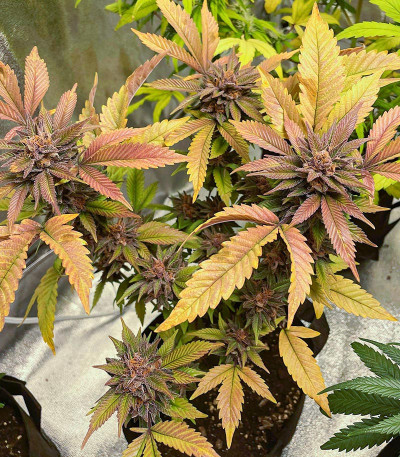 Семена сорта Still Bubba fem (AlphaFem Seeds)