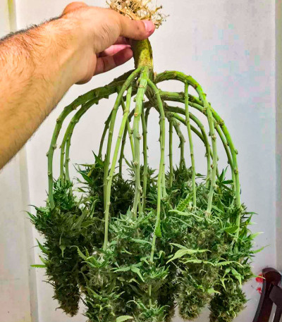 Семена сорта Totally Alpha OG Auto fem (AlphaFem Seeds)