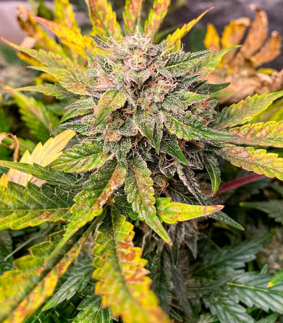 Семена сорта GMO fem (Barney's Farm)