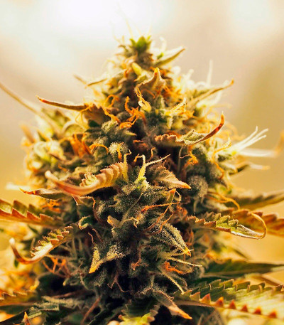 Семена сорта Jack 47 Auto fem (Sweet Seeds)