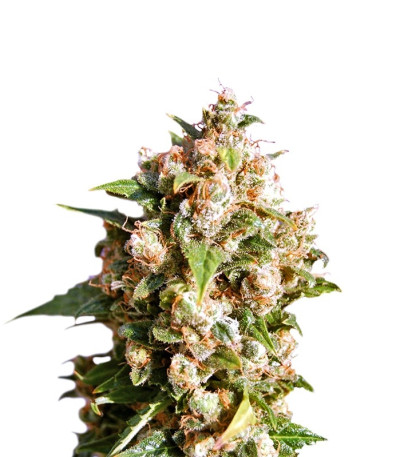 Семена сорта Queso (Kiss) fem