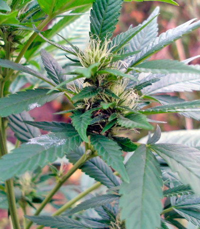 Семена сорта AK 47 reg (Serious Seeds)