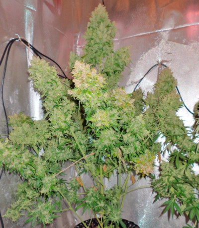 Семена марихуаны Auto Durban Poison