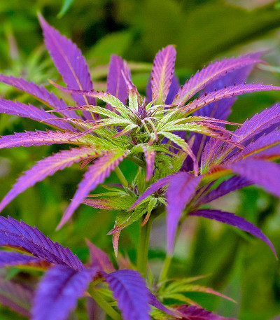 Семена сорта Kalichakra reg