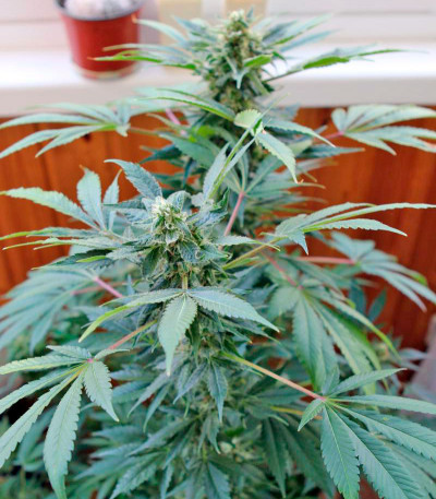 Семена сорта Karibeña (Karibbean Mango) fem