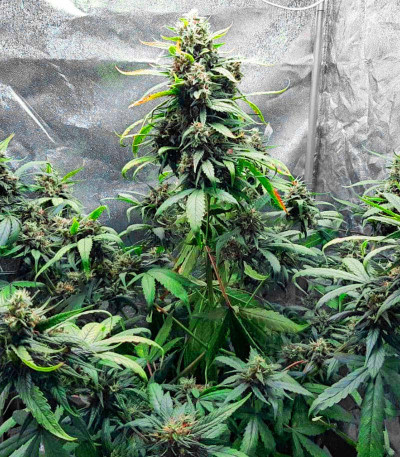 Семена сорта Tropicana Cookies Auto fem (Cali Buds Seeds)