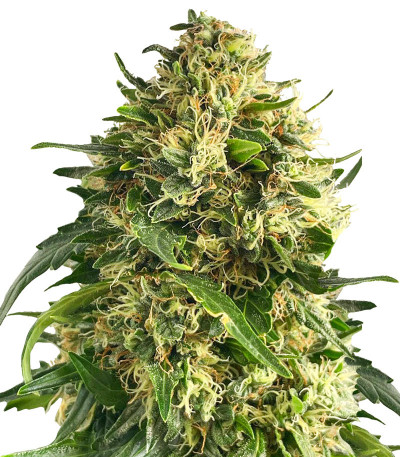 Семена сорта Ice Cream Ghost Train fem (Cali Buds Seeds)