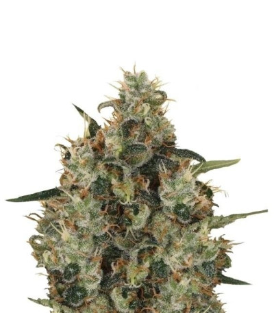 Семена сорта Medical Mass CBD fem (Royal Queen Seeds)