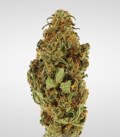 Семена сорта Amnesia Haze Automatic fem (Royal Queen Seeds)