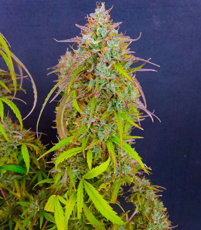 Семена сорта Auto Banana Cookies fem (Advanced Seeds)