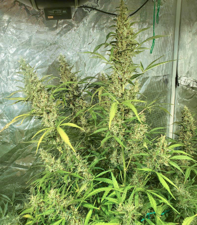 Семена сорта Auto Brooklyn Sunrise fem (Dutch Passion)
