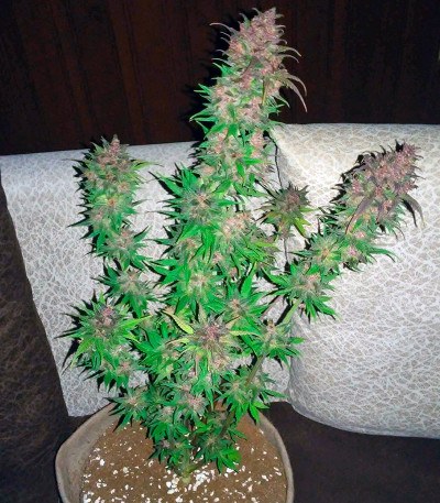 Семена сорта Bloody Skunk Auto fem (Sweet Seeds)