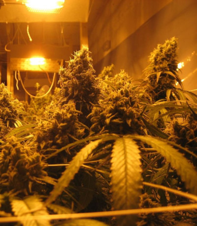 Семена сорта Cannatonic reg (Resin Seeds)