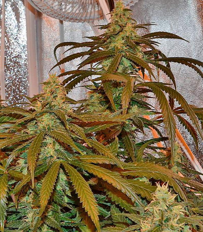 Семена сорта Lemon Cake fem (Heavyweight Seeds)