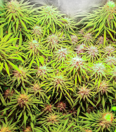 Семена сорта Mazar X fem (Семяныч)