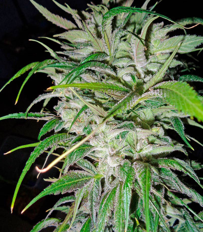 Семена сорта Money Maker fem (Strain Hunters)