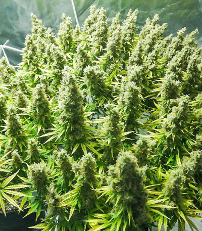 Семена сорта White Widow fem (Victory Seeds)