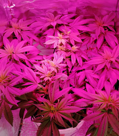 Семена сорта Afghan Kush fem (Семяныч)