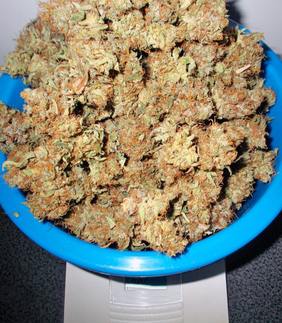 Семена сорта Liberty Haze fem (Barney's Farm)