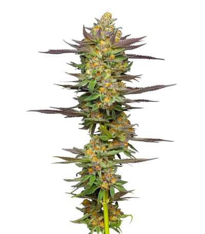 Семена сорта Mint Jelly Auto fem от Humboldt Seed Company