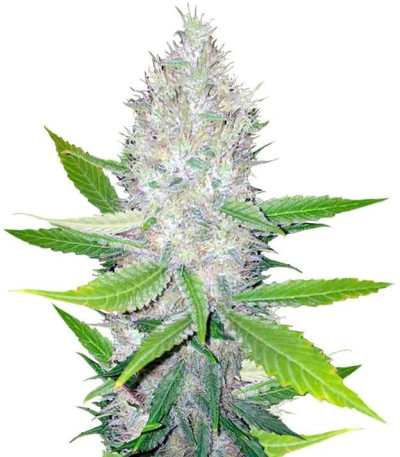 Семена сорта Blackberry fem (Nirvana Seeds)