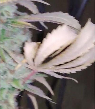 Семена сорта LSD fem (Barney's Farm)