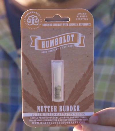 Семена сорта Nutter Budder fem (Humboldt Seed Company)