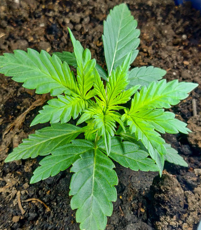 Семена сорта Zkittlez fem (Семяныч)