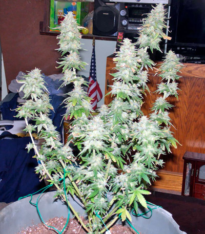 Семена сорта Afghan Kush X Yumbolt fem (World of Seeds)