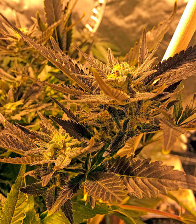 Семена каннабиса Critical Kush