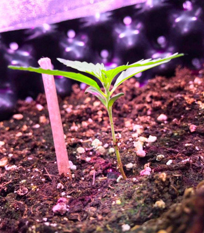 Семена сорта White Widow fem (Victory Seeds)