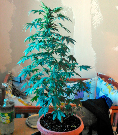 Семена сорта White Magic fem