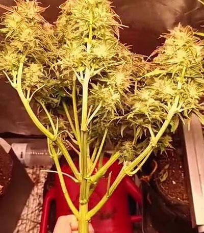 Семена сорта Original Blackberry auto fem (FastBuds)