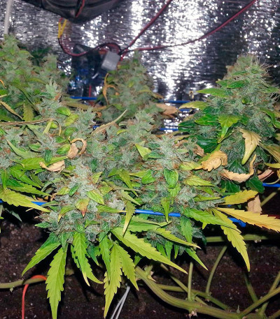 Семена сорта Auto Lennon fem (Pyramid Seeds)