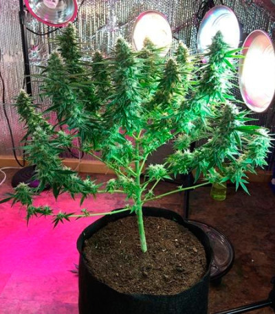 Семена сорта Critical Super Silver Haze fem (Delicious Seeds)