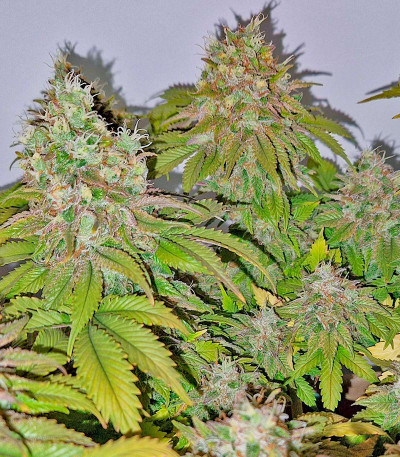 Семена сорта Gelato 2 Auto fem (Семяныч)