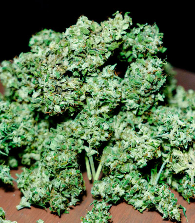 Семена сорта Pineapple Glue fem (Advanced Seeds)